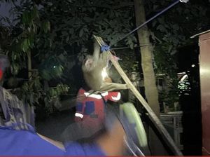 Damkar Evakuasi Monyet Gigit Warga Pemberi Makanan di Bogor