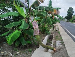 Pohon Pisang Bertandan 1,5 Meter Bikin Heboh Banyuwangi