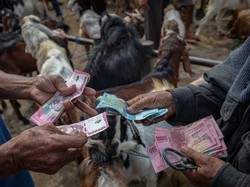 Daftar Harga Kambing Kurban 2025, Lengkap Mulai dari Rp 1 Jutaan