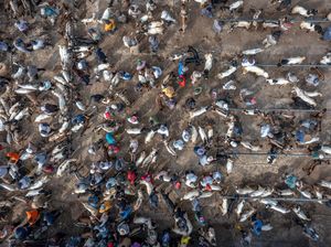Foto Udara Pasar Hewan Pon Ambarawa Ramai Jelang Idul Adha Foto Udara Pasar Hewan Pon Ambarawa Ramai Jelang Idul Adha