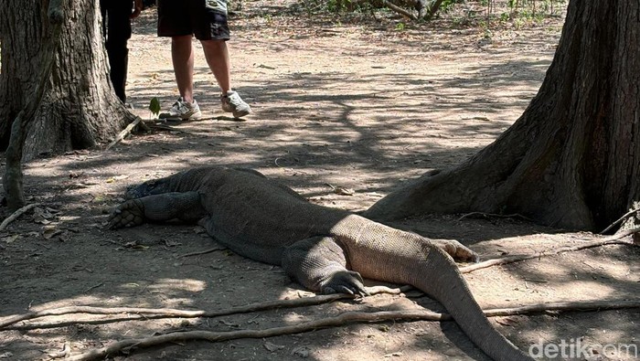 Pulau Komodo di Taman Nasional Komodo, NTT Pulau Komodo di Taman Nasional Komodo, NTT