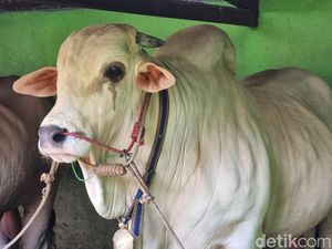 Penampakan Satrio Bimo, Sapi Kurban Jokowi Bobot Nyaris 1 Ton dari Bantul