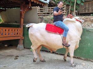 Sapi dari Pleret Bantul Jadi Kurban Jokowi, Bobot Nyaris 1 Ton