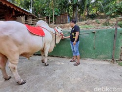 Satrio Bimo Sapi Kurban Jokowi Akan Dikirim ke Girimulyo Kulon Progo