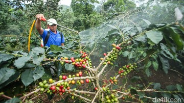 Upaya Revitalisasi Kebun Kopi Cikoneng Bogor