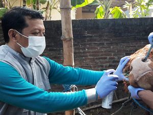 DKPP Kota Kediri Sidak Penjualan Hewan Kurban, Ini yang Ditemukan