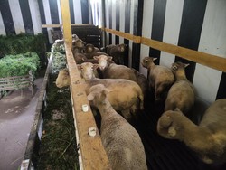 Bersiap Hadapi Banjir Kurban, Dusun Krajan Mulai Kumpulkan Rumput