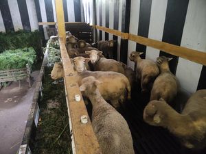 Bersiap Hadapi Banjir Kurban, Dusun Krajan Mulai Kumpulkan Rumput Bersiap Hadapi Banjir Kurban, Dusun Krajan Mulai Kumpulkan Rumput