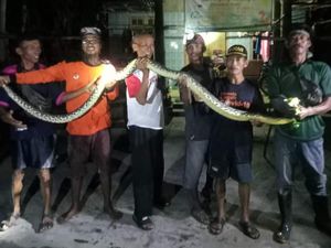 Ular Piton dan Kobra Jawa Dievakuasi dari Rumah Warga Cawas Klaten