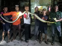 Ular Piton dan Kobra Jawa Dievakuasi dari Rumah Warga Cawas Klaten