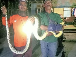 Kagetnya Siti Mau Sikat Gigi Malah Ketemu Ular Kobra di Kamar Mandi