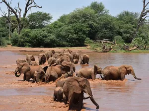 Ternyata Gajah Afrika Manggil Nama Satu Sama Lain
