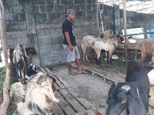 Penjualan Hewan Kurban di Lubuklinggau Sepi, Pedagang Atur Strategi