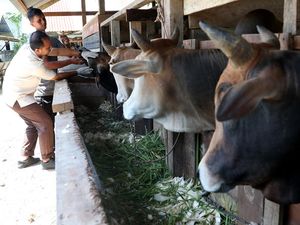 Syarat dan Larangan dalam Berkurban Syarat dan Larangan dalam Berkurban