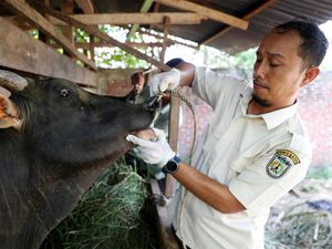 Jelang Idul Adha, Hewan Kurban di Aceh Dicek Kesehatannya