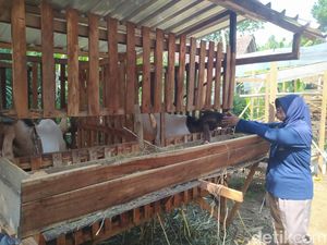 Jelang Idul Adha, 6 Kambing Warga Borobudur Magelang Digondol Maling Jelang Idul Adha, 6 Kambing Warga Borobudur Magelang Digondol Maling