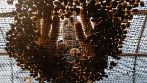 Aroma Kopi Puntang yang Mendunia