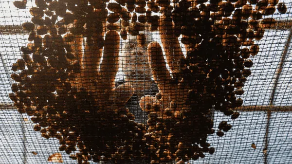 Aroma Kopi Puntang yang Mendunia
