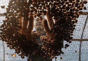 Aroma Kopi Puntang yang Mendunia