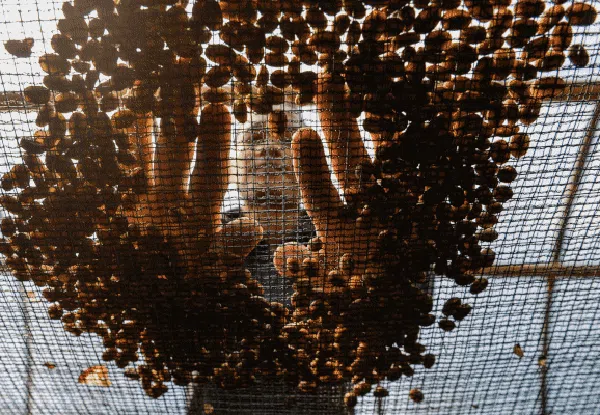 Aroma Kopi Puntang yang Mendunia