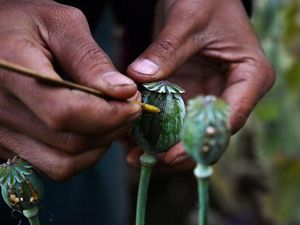 Krisis Ekonomi Akibat Perang, Myanmar Genjot Produksi Ilegal Narkoba Krisis Ekonomi Akibat Perang, Myanmar Genjot Produksi Ilegal Narkoba