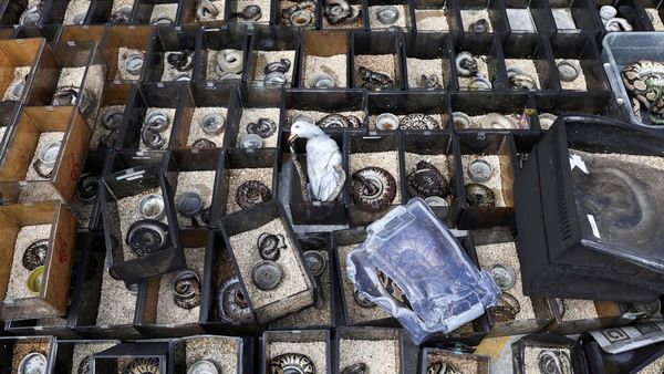 Pasar Hewan Eksotis di Bangkok Terbakar, Ribuan Reptil Terpanggang