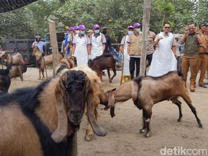Penjualan Hewan Kurban di Tulungagung Meningkat, Sehari Bisa Jual 25 Sapi Penjualan Hewan Kurban di Tulungagung Meningkat, Sehari Bisa Jual 25 Sapi