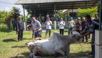 Jelang Idul Adha, Puskeswan Gelar Pelatihan Penyembelihan Hewan Kurban