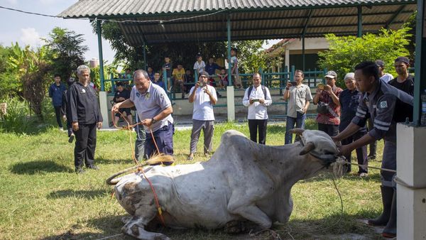 Jelang Idul Adha, Puskeswan Gelar Pelatihan Penyembelihan Hewan Kurban