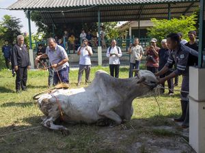 Jelang Idul Adha, Puskeswan Gelar Pelatihan Penyembelihan Hewan Kurban Jelang Idul Adha, Puskeswan Gelar Pelatihan Penyembelihan Hewan Kurban