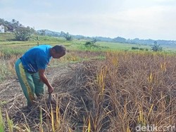 Serangan Hama Wereng Membuat Petani di Tasikmalaya Menangis