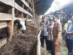 Pj Bupati Cirebon Pastikan Kesehatan Hewan Kurban Jelang Idul Adha