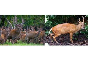 6 Perbedaan Kijang dan Rusa, Hewan yang Sering Dianggap Sama