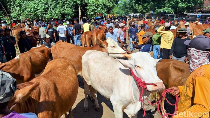 Sapi kurban di pasar binatang Bondowoso Sapi kurban di pasar binatang Bondowoso harga sapi