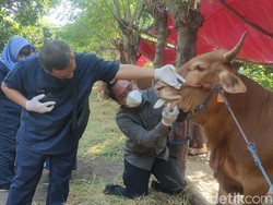 Sidak Hewan Kurban, Dispaperta Sidoarjo Temukan Sapi Bergejala PMK