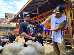 Ini Cara Pemkab Banyuwangi Menandai Hewan Kurban yang Sehat Ini Cara Pemkab Banyuwangi Menandai Hewan Kurban yang Sehat