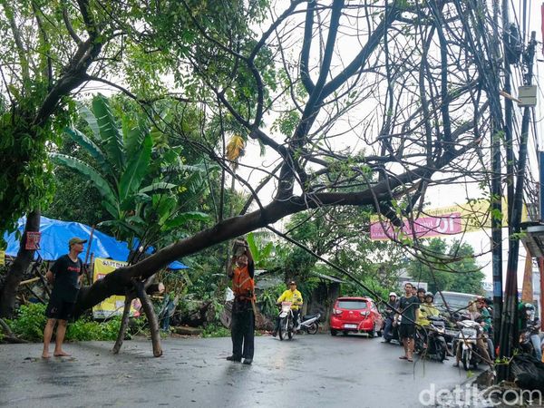 Diterpa Hujan Deras, Pohon Tumbang di Pondok Cabe