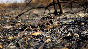 Hewan-hewan Mati Akibat Kebakaran Lahan Basah Tropis Terbesar di Dunia