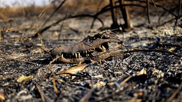 Hewan-hewan Mati Akibat Kebakaran Lahan Basah Tropis Terbesar di Dunia