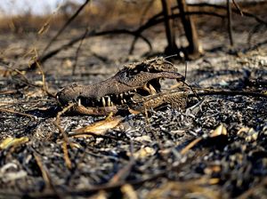 Hewan-hewan Mati Akibat Kebakaran Lahan Basah Tropis Terbesar di Dunia Hewan-hewan Mati Akibat Kebakaran Lahan Basah Tropis Terbesar di Dunia