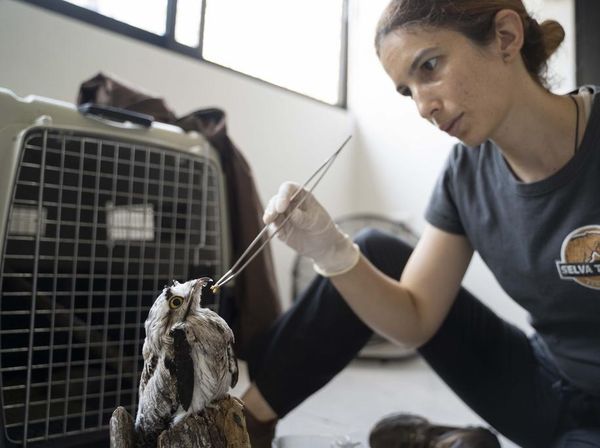 Potret Perawatan Hewan Stres Akibat Gelombang Panas Meksiko