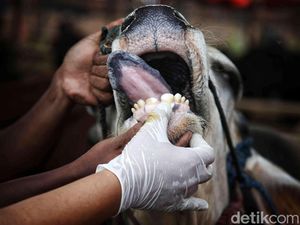 Pemkab Pastikan Tak Ada Hewan Ternak Terjangkit PMK di Bogor Pemkab Pastikan Tak Ada Hewan Ternak Terjangkit PMK di Bogor