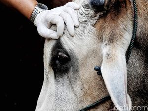 Kapan Waktu Penyembelihan Hewan Kurban? Simak di Sini