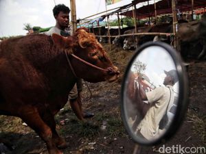 Bagaimana Hukum Panitia Qurban Dapat Daging? Begini Hadits-Penjelasan Ulama Bagaimana Hukum Panitia Qurban Dapat Daging? Begini Hadits-Penjelasan Ulama