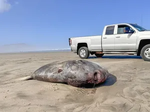 Temuan Ikan Langka Raksasa Tersapu di Pantai Bikin Heboh Warga AS