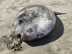 Penampakan Ikan Langka Raksasa Terdampar di Pantai AS
