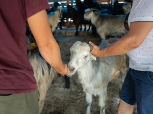 Hari Raya Idul Adha 2025 Berapa Hari Lagi? Ini Hitungannya