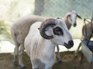 8 Amalan Sunnah Idul Adha, Muslim Sudah Tahu? 8 Amalan Sunnah Idul Adha, Muslim Sudah Tahu?