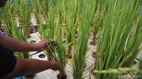Padi Apung Dikembangkan di Sumsel, Produksinya Masih 4 Ton/Hektare