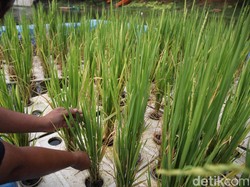 Hari Krida Pertanian Nasional Diperingati 21 Juni, Ini Tujuan dan Sejarahnya